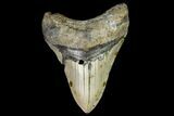 Fossil Megalodon Tooth - North Carolina #105012-1